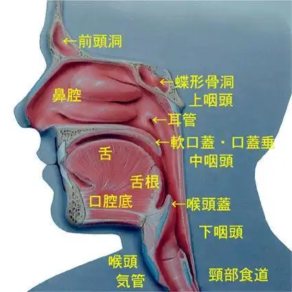 咽喉结构图