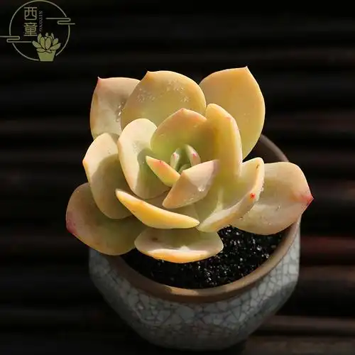 果冻西童白凤小老桩多肉植物好养状态盆栽组合多肉植物
