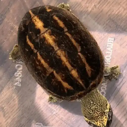 果核龟也会闭壳,别看它个子不大,长大成熟后壳可以闭合的严