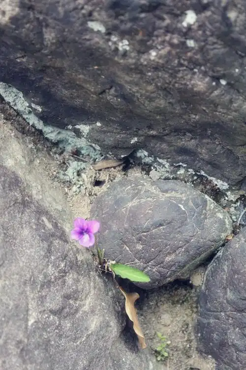 开在石缝里的小花