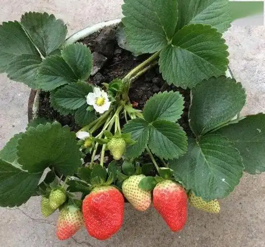 草莓叶子干枯怎么办,还有救吗?怎么补救比较好?