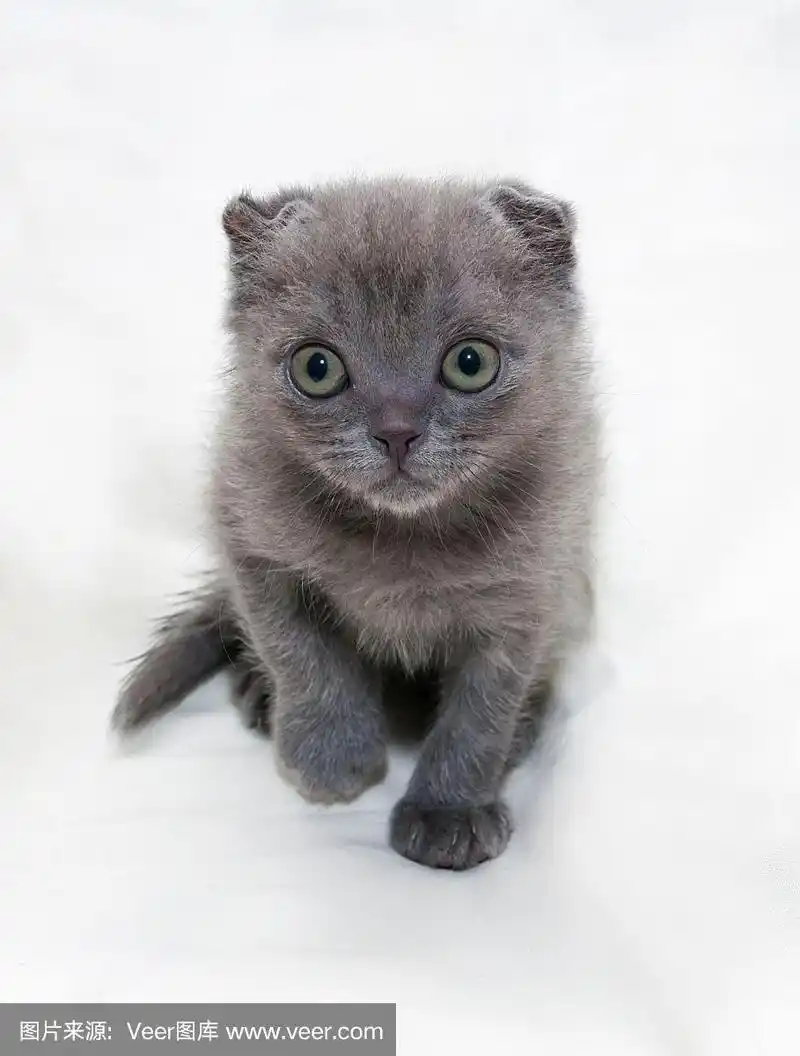 灰色小猫苏格兰折耳猫