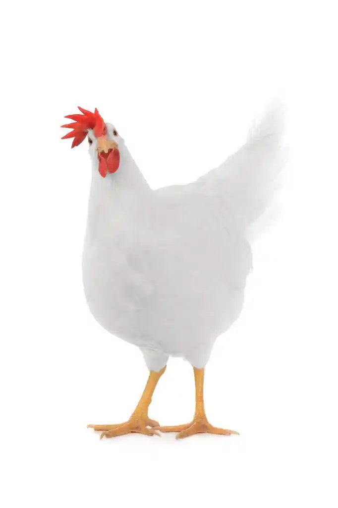 白母鸡,在白色背景上的母鸡