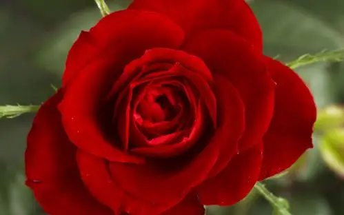 being bored graciously