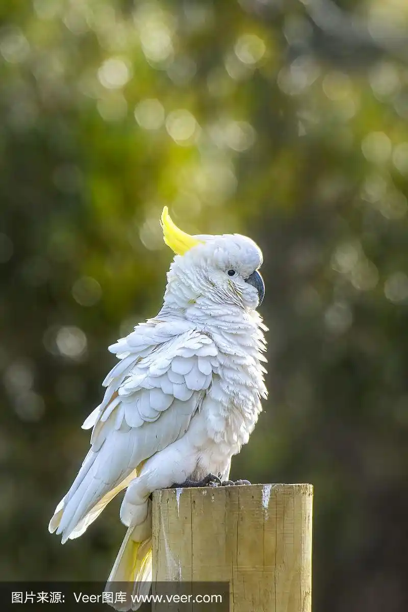 硫葵花凤头鹦鹉