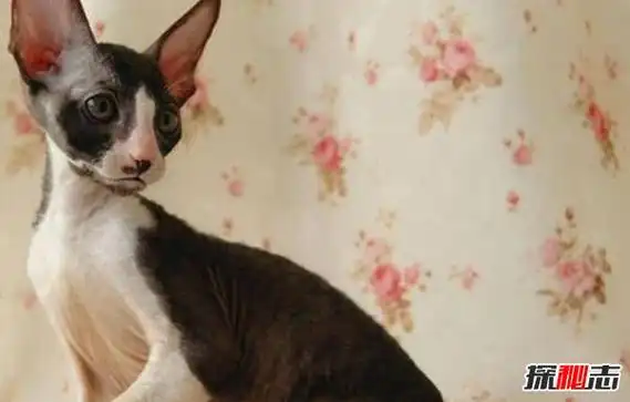 10,乌克兰勒夫科伊猫