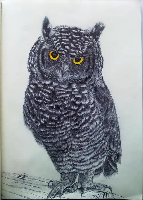 圆珠笔画猫头鹰
