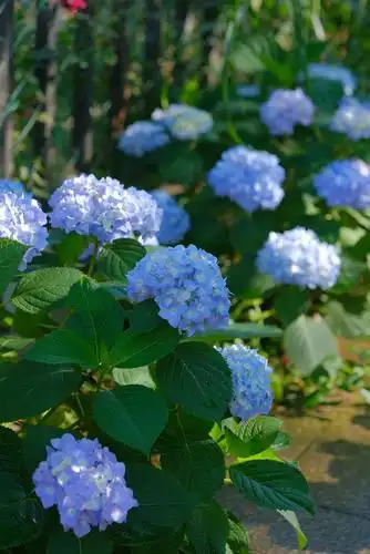 绣球开出一片蓝色的海洋