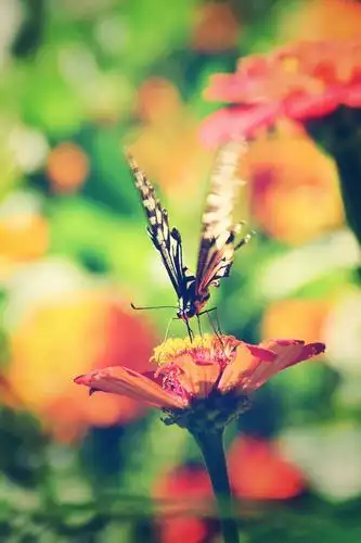 美丽的精灵,美丽的天使 _拍蝴蝶有感