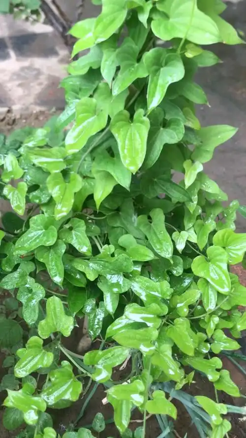 山药的叶子如此美丽