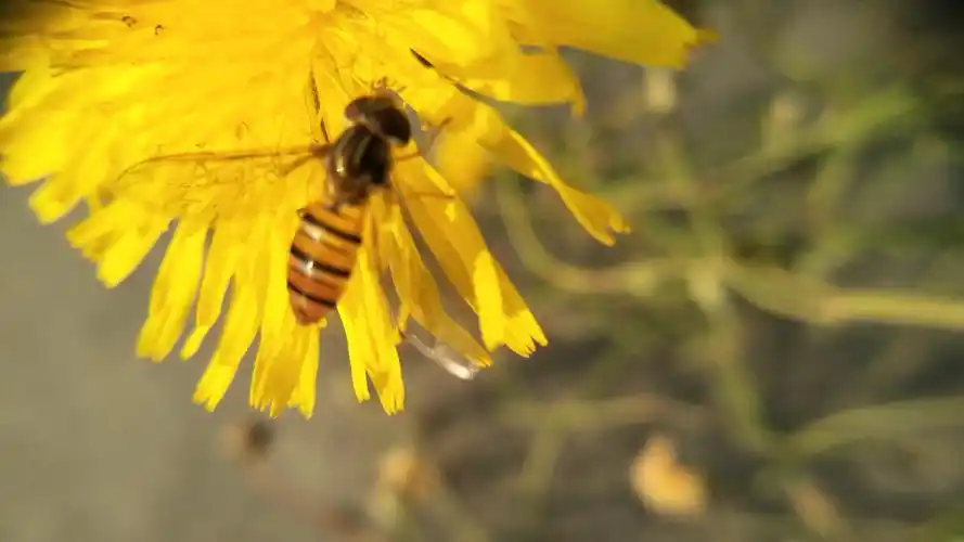微镜头下的新发现!学拍微距(二)