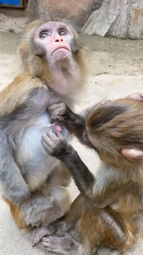 好温馨的弟弟给姐姐挠痒