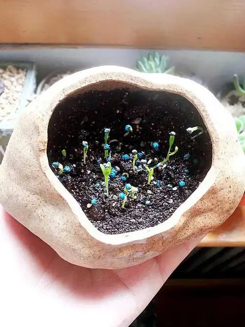 土培的铜钱草开始发芽了!