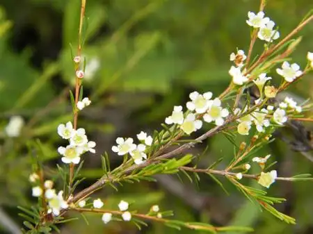 岗松图片及简介