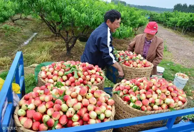 农村这种水果大丰收却要烂在枝头上,农民很无奈