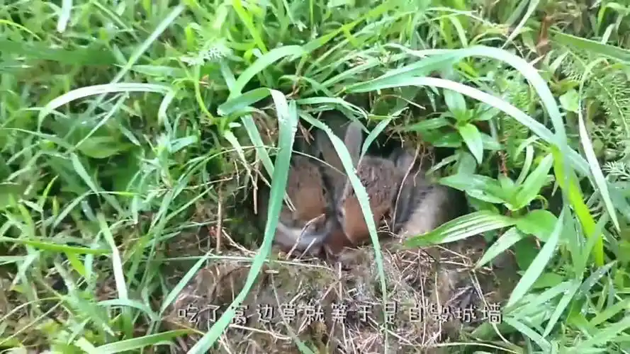 为什么兔子不吃窝边草!难道是家草不如野草香?看完后恍然大悟