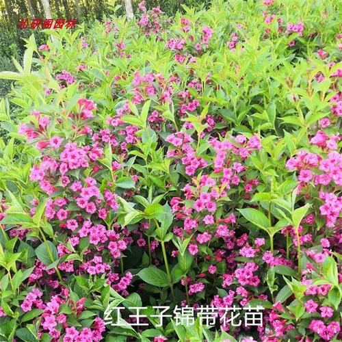 红瑞木树苗红王子锦带花苗 观花观枝耐寒丛生绿篱 庭院道路绿化苗