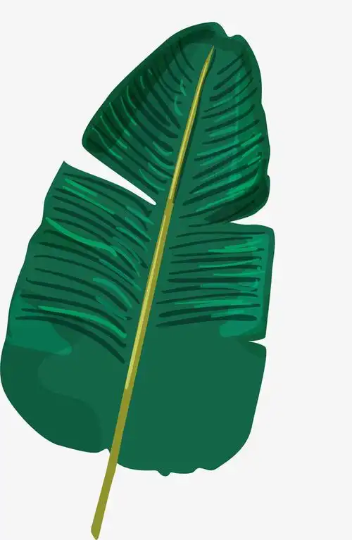 墨绿色卡通矢量芭蕉叶