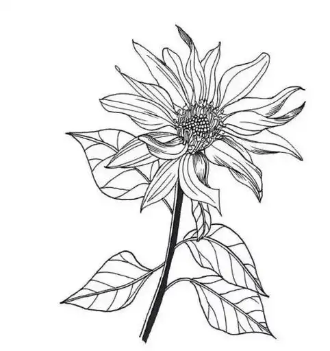 针管笔画向日葵,太美了!