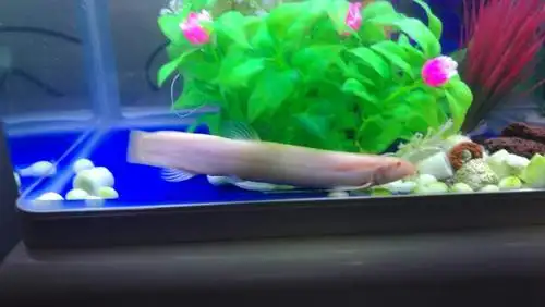 纯白色的泥鳅金色的眼圈这是什么品种的泥鳅