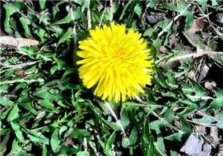 婆婆丁的保存方法