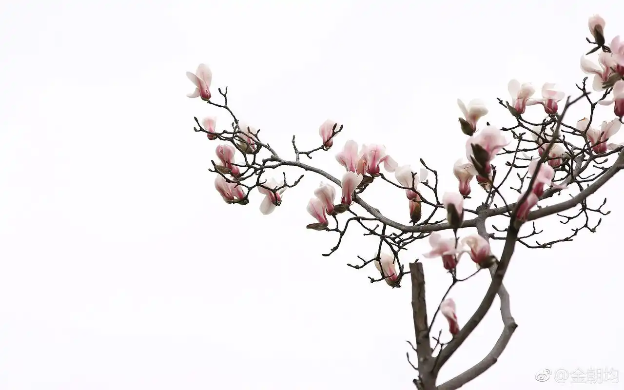 唯美白玉兰花微距摄影高清桌面壁纸