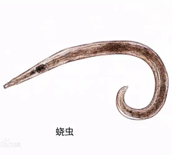 蛔虫是土源性线虫的一种,土源性线虫指不需要中间宿主,其虫卵或幼虫在