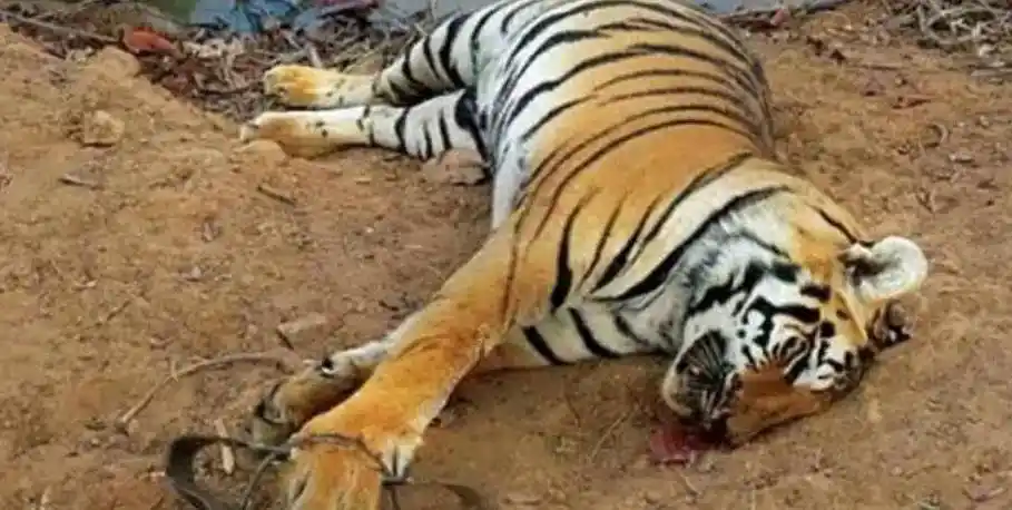 50年代的百虎围村:6年打死虎豹138头,六百斤虎王也未幸免_老虎_村民