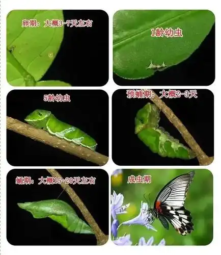 幼虫,蛹最后成虫三次大变身蝴蝶的百变"虫"生跟随导师领略蝴蝶的神奇