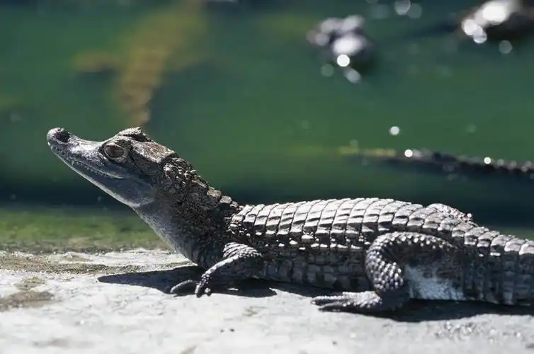 无人,站,横图,室外,白天,侧面,水,鳄鱼,野生动物,委内瑞拉,科学,爬行