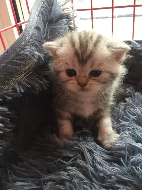 自家猫生,美短折耳立耳都有,找新家哦