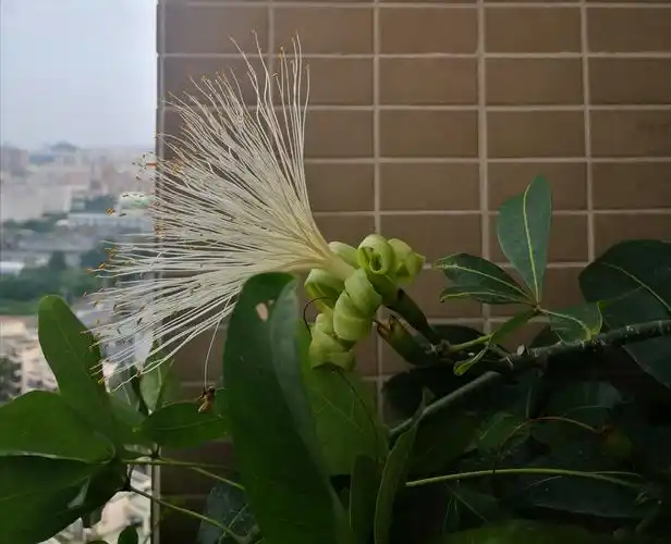 发财树开花冰清玉洁,蜜蜂飞来采蜜忙