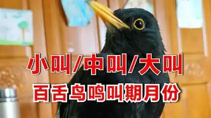 6859次观看·1年前乌鸫鸟(百舌鸟),乌鸫鸟越老叫口越好,三年以上口最
