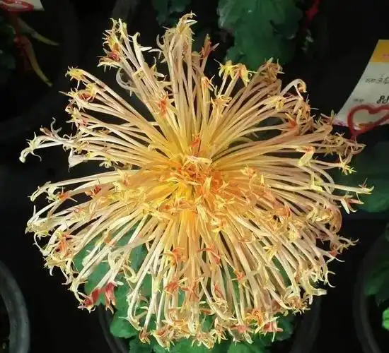 世界最美菊花图!整整80种,太珍贵了!