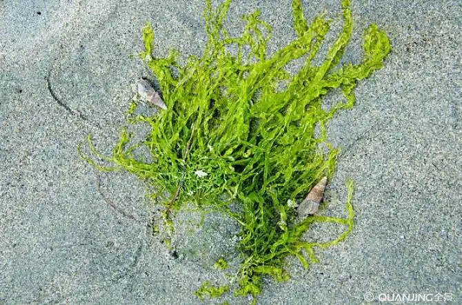 海草图片_图片大全