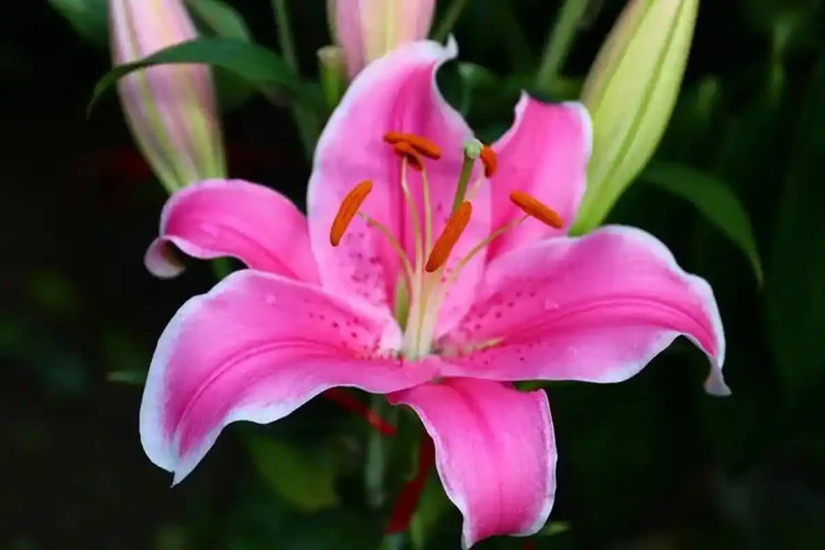 百合科植物研究对植物学和医学发展有重要意义.