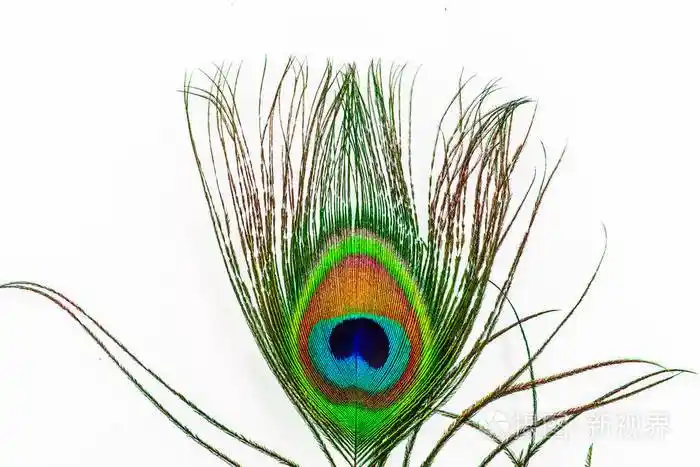 孔雀尾羽照片