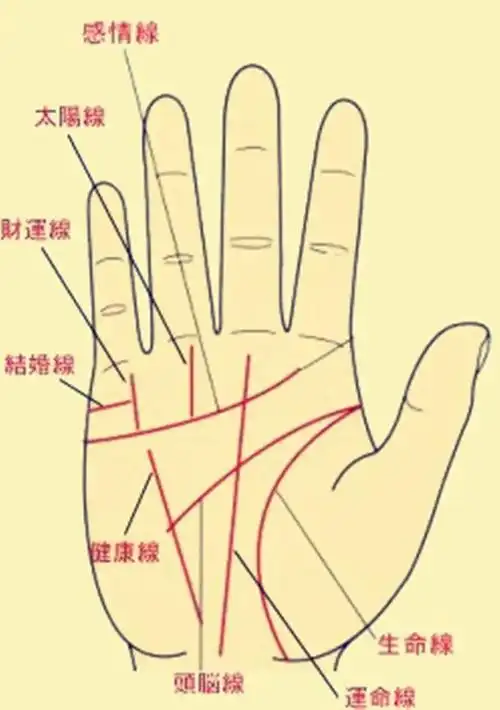 男女不同如何看生命线? - 手相面相 吉祥风水网