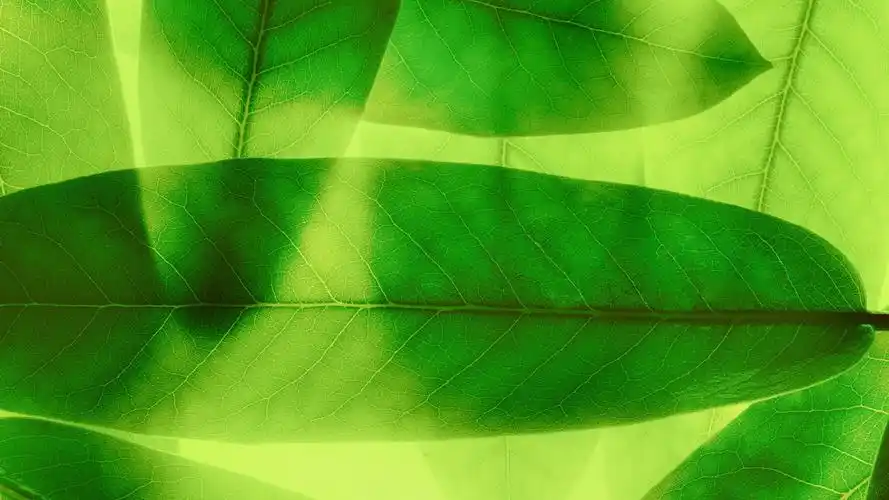 下载高清原图安装元气桌面,海量壁纸一键设置尺寸:1920x1080体积:0.