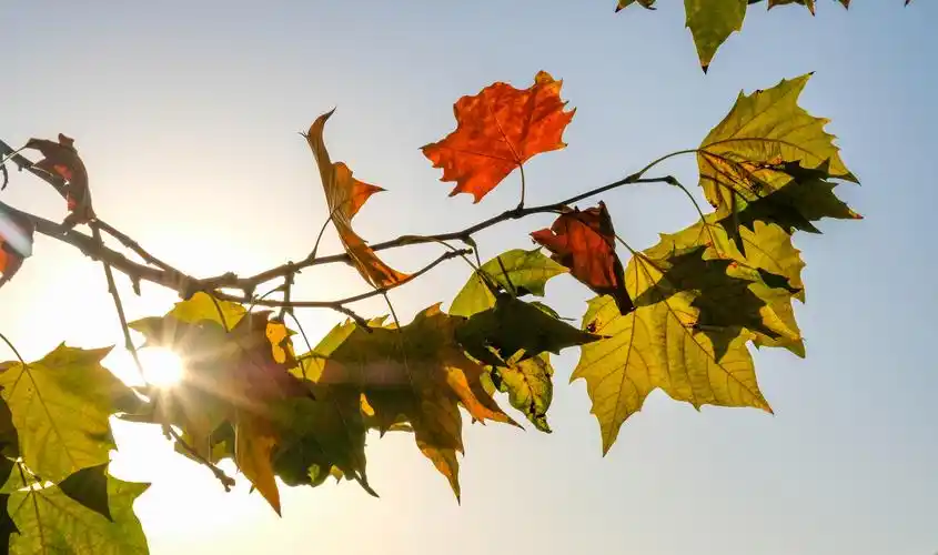 秋天里的梧桐树vv首发