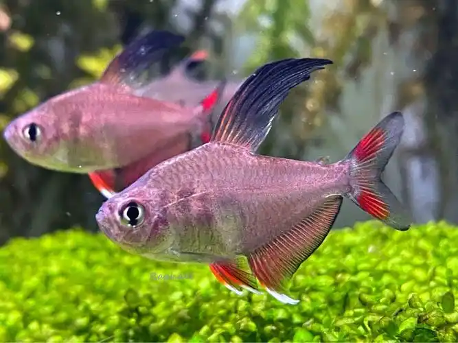 玫瑰扯旗 - 小型鱼类 - cta南美水族