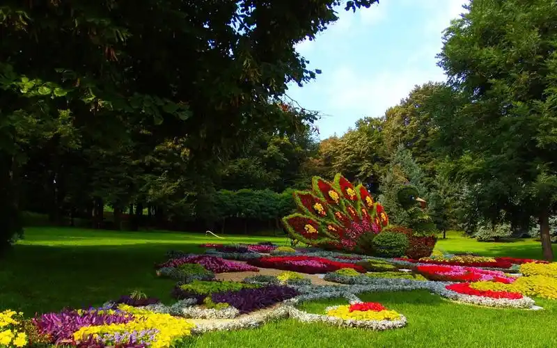 在花园里的壁纸花孔雀