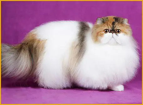 波斯猫多少钱一只波斯猫好养吗