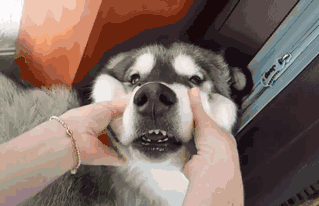 【治愈萌宠】主人,我的脸都是被你捏大的吧!