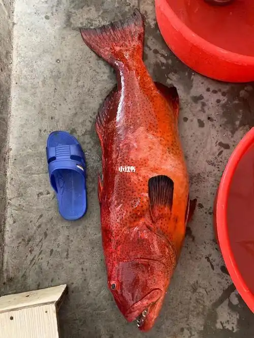 三沙市极品红瓜子鱼