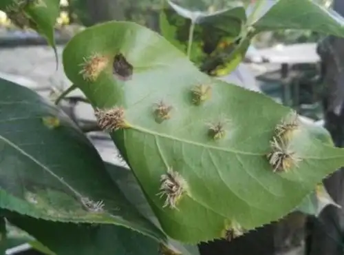 梨树产生"锈病",科学防治提高产量