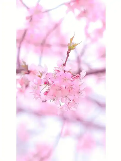 关于春天的樱花壁纸