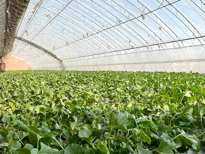 温室大棚内,香瓜长势喜人