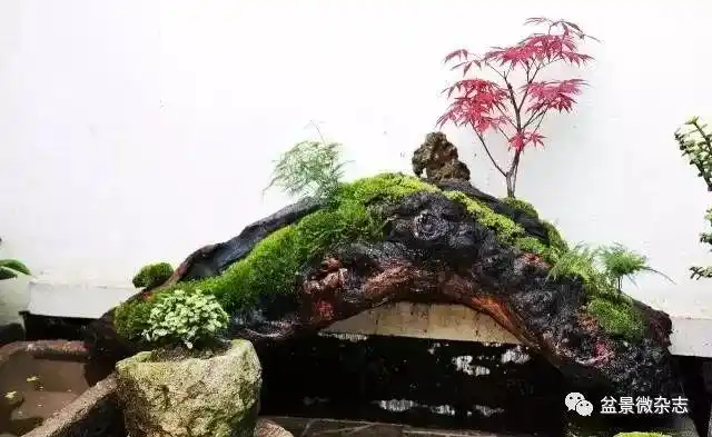 静心去做微景观的过程,很享受.闲暇之余做了这件【枯木逢春】微景.