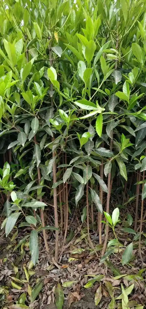 法国冬青1.5-2米高的条子现挖现售